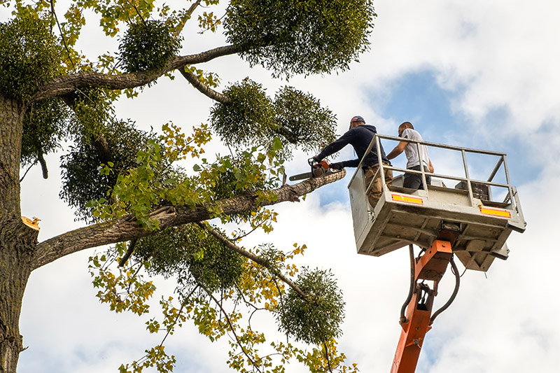 Two male service workers cutting down big tree branches with cha